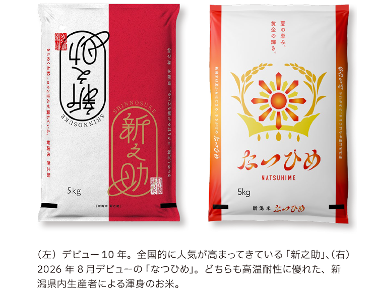 (左)デビュー 10 年。全国的に人気が高まってきている「新之助」、(右)2026 年 8 月デビューの「なつひめ」。どちらも高温耐性に優れた、新潟県内生産者による渾身のお米。