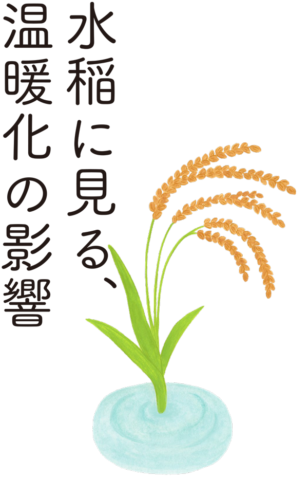 水稲に見る、温暖化の影響