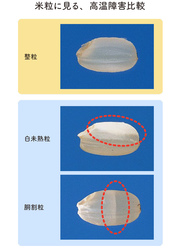 米粒に見る、高温障害比較の図