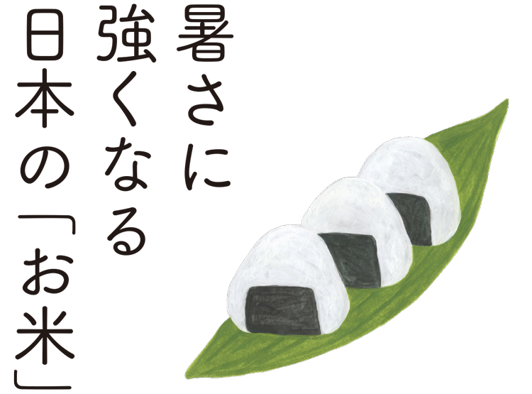 暑さに強くなる日本の「お米」
