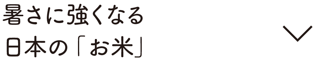 暑さに強くなる日本の「お米」