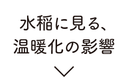 水稲に見る、温暖化の影響