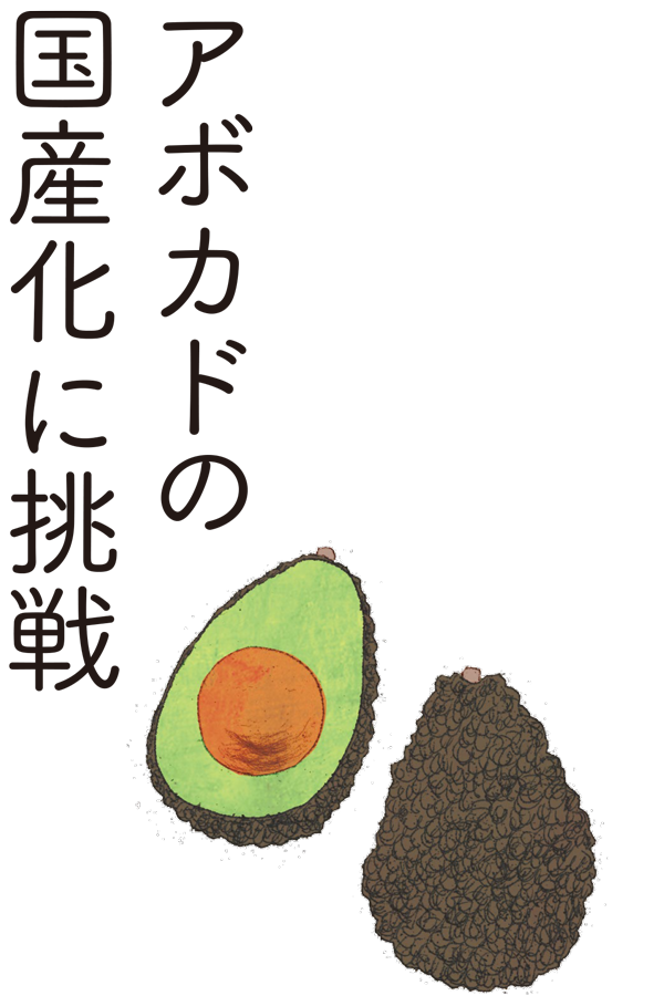 アボカドの国産化に挑戦