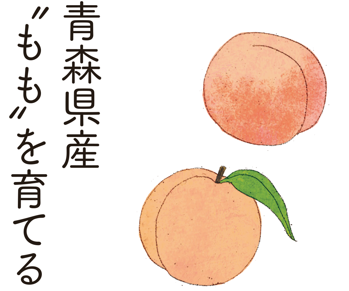 青森県産ももを育てる