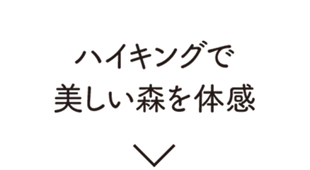 ハイキングで美しい森を体感