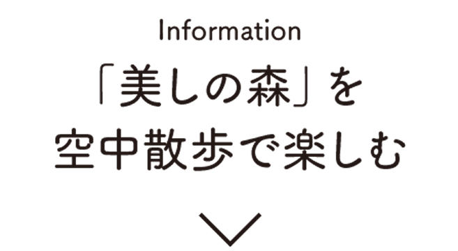 Information:美しの森を空中散歩で楽しむ