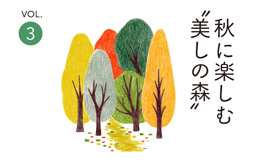 秋に楽しむ美しの森