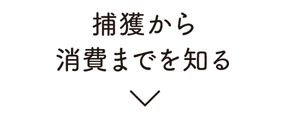 捕獲から消費までを知る