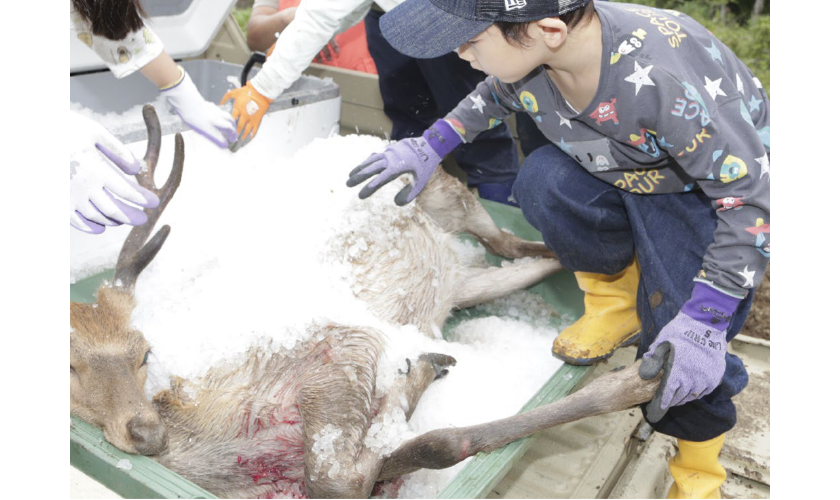 シカに氷をかけて冷やしている写真