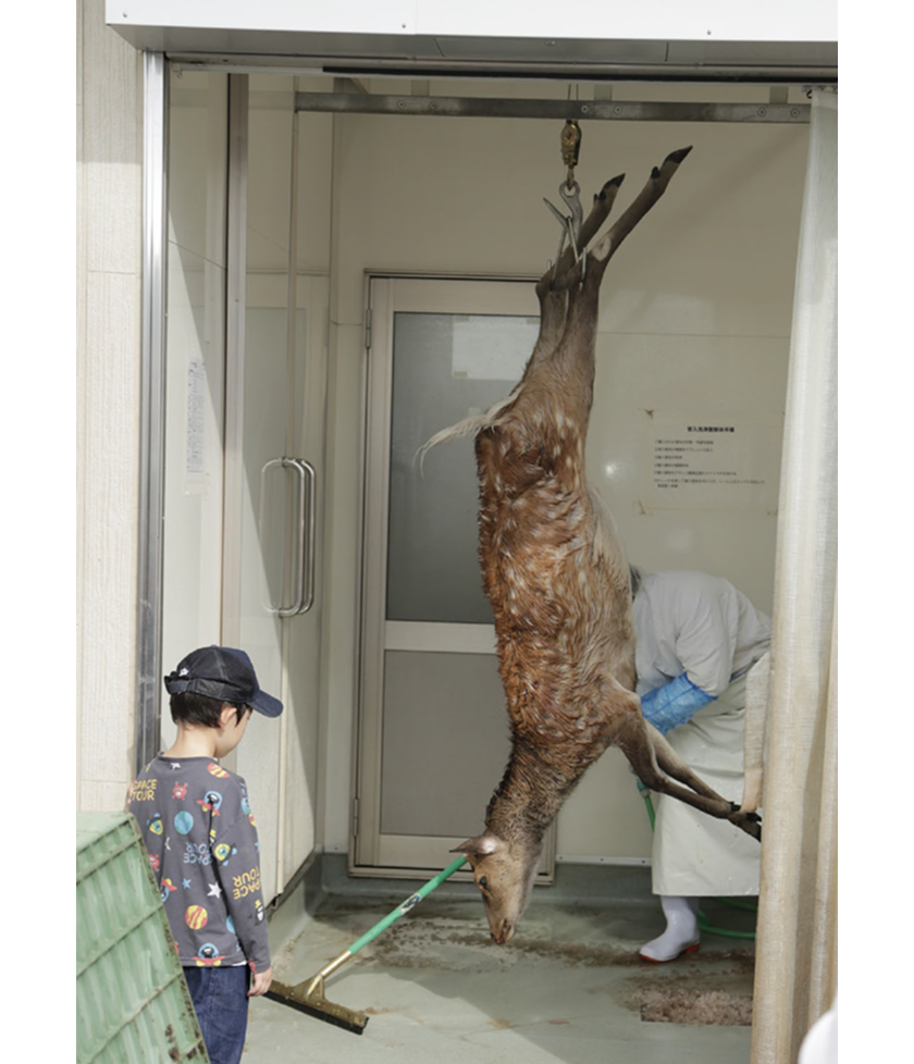 シカを吊るし、体表を洗浄している写真