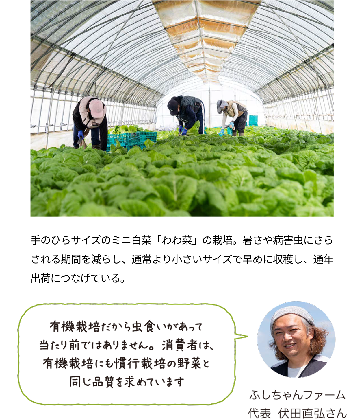 ビニールハウス内で青々と育った葉物野菜を3人の生産者が収穫している様子。手のひらサイズのミニ白菜「わわ菜」の栽培。暑さや病害虫にさらされる期間を減らし、通常より小さいサイズで早めに収穫し、通年出荷につなげている。ふしちゃんファーム代表・伏田直弘さんの写真とコメント「有機栽培だから虫食いがあって当たり前ではありません。消費者は、有機栽培にも慣行栽培の野菜と同じ品質を求めています」
