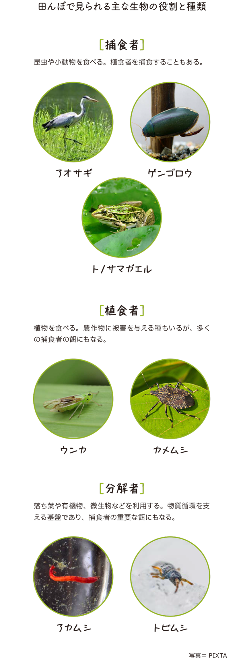 田んぼで見られる主な生物の役割と種類を紹介する図解。【捕食者】昆虫や小動物を食べる。植食者を捕食することもある。代表的な生物は、アオサギ、ゲンゴロウ、トノサマガエル。【植食者】植物を食べる。農作物に被害を与える種もいるが、多くの捕食者の餌にもなる。代表的な生物は、ウンカ、カメムシ。【分解者】落ち葉や有機物、微生物などを利用する。物質循環を支える基盤であり、捕食者の重要な餌にもなる。代表的な生物は、アカムシ、トビムシ。それぞれの生物の写真を掲載。写真=PIXTA。