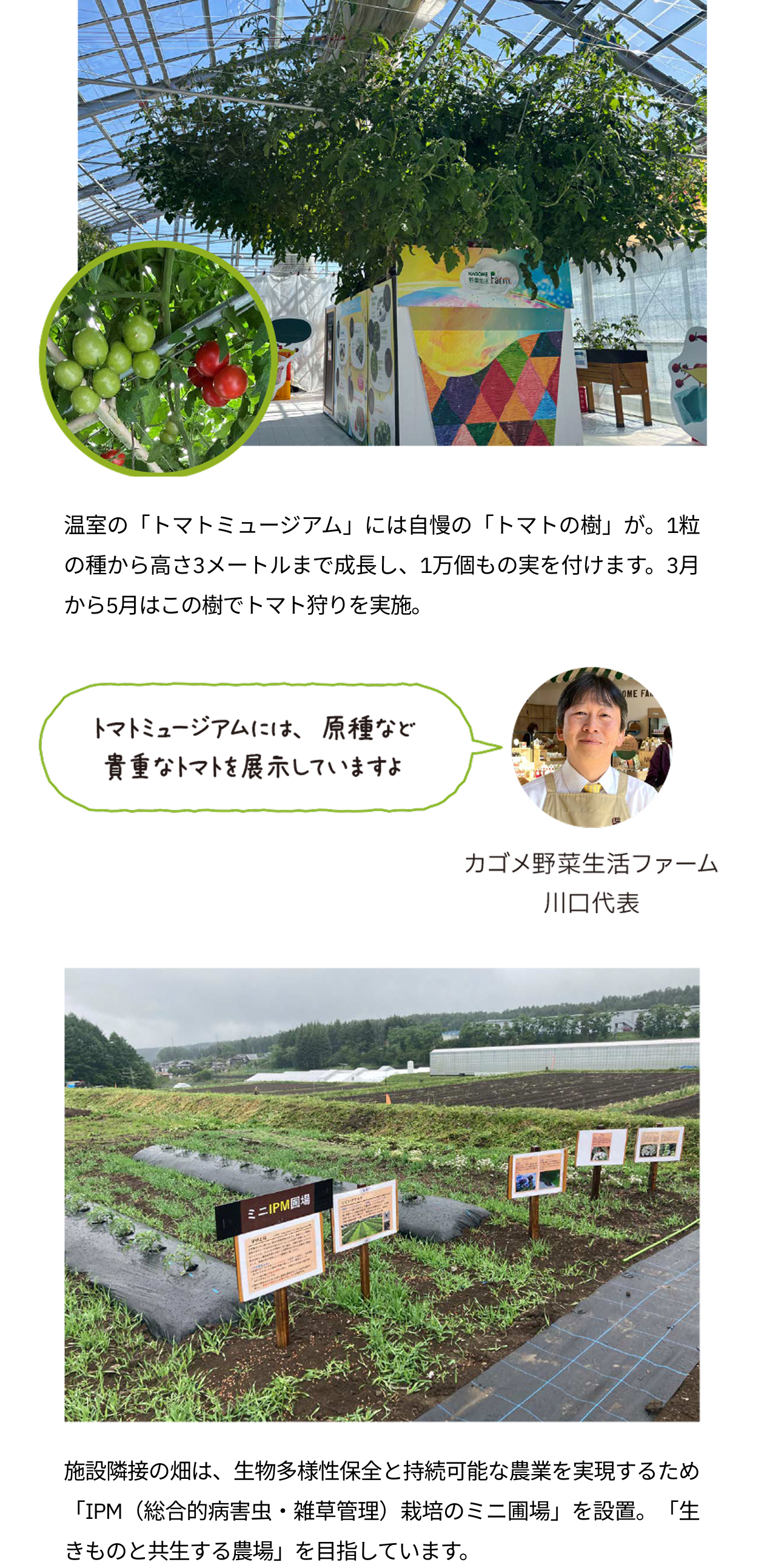 温室の「トマトミュージアム」には自慢の「トマトの樹」が。1粒の種から高さ3メートルまで成長し、1万個もの実を付けます。3月から5月はこの樹でトマト狩りを実施。カゴメ野菜生活ファーム川口代表のコメント「トマトミュージアムには、原種など貴重なトマトを展示していますよ」。施設隣接の畑は、生物多様性保全と持続可能な農業を実現するため「IPM（総合的病害虫・雑草管理）栽培のミニ圃場」を設置。「生きものと共生する農場」を目指しています。