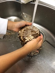 菌床を洗う様子
