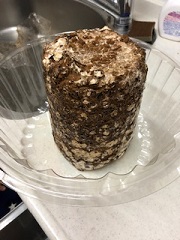 洗い終わった菌床