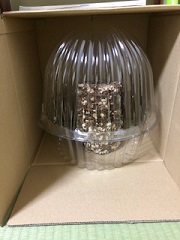 日陰に置いた菌床