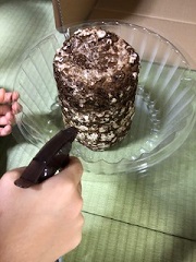 霧吹きで菌床を湿らす様子