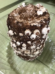 3日目の菌床の様子