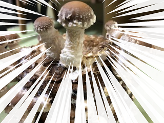 大きくなったしいたけ