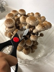 しいたけをはさみで収穫する様子