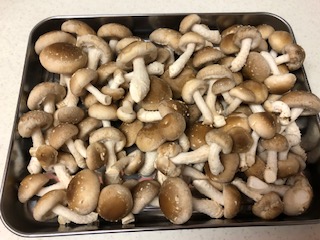 収穫した94本のしいたけ