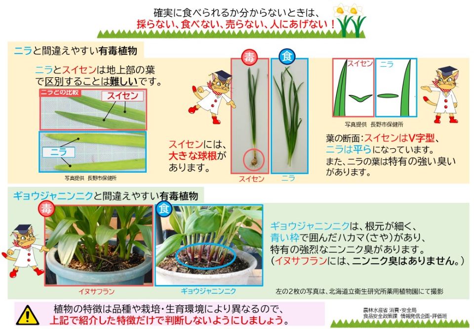 ニラ、ギョウジャニンニクと間違えやすい有毒植物