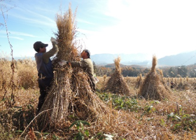 住民主体の活動（戸隠地区茅刈りの様子）