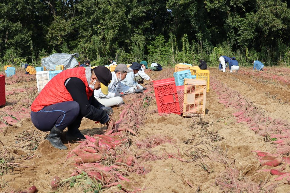 株式会社豊後大野クラスター　収穫する障がい者と施設職員