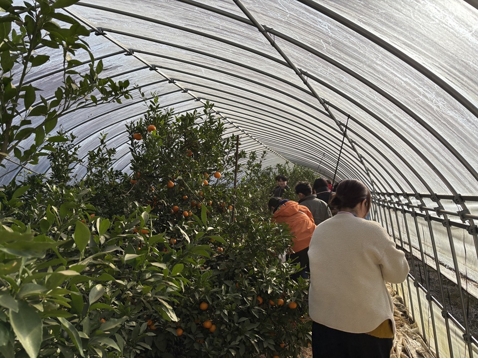 みかん狩り体験