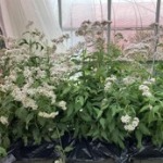 開花調整したフジバカマ