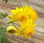 開花したキクタニギク