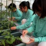 MAPを用いたトマト栽培