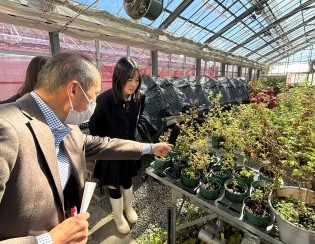 キクタニギクの説明をする生徒