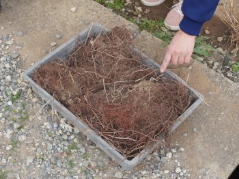 染料になる日本茜の根