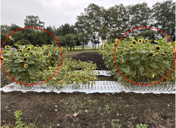 豚ふん堆肥施用（左）無施用（右）