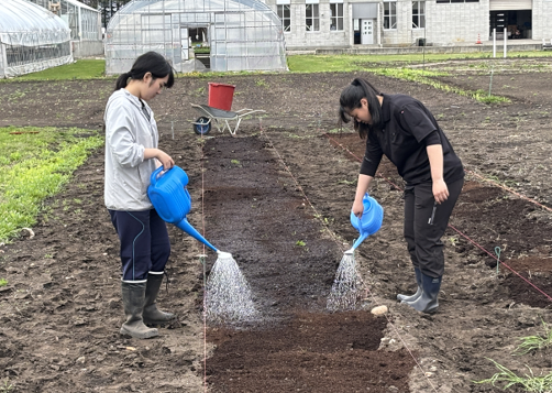 乳酸菌を利用した太陽熱養生処理