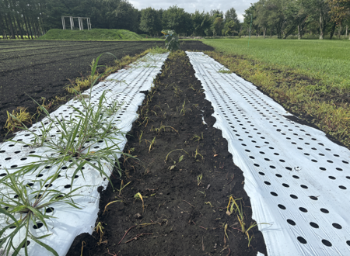 A　乳酸菌を利用し太陽熱養生処理をした定植床（右側）