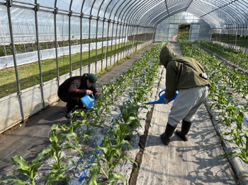 B　スイートコーン栽培で乳酸菌利用試験