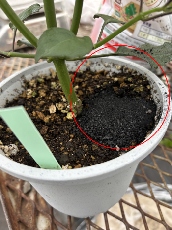 鉢花：プレクトランサスで調査