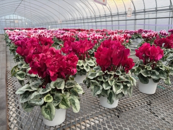シクラメン栽培の様子