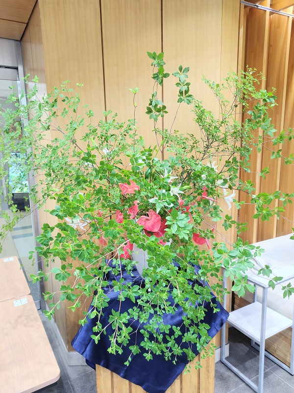 2024年5月20日の週の展示