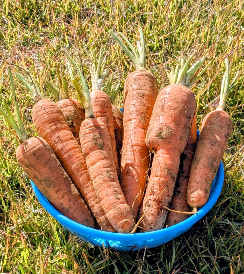 畑まるっと産直にんじん 皿盛り写真_色修正
