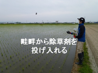 密苗栽培