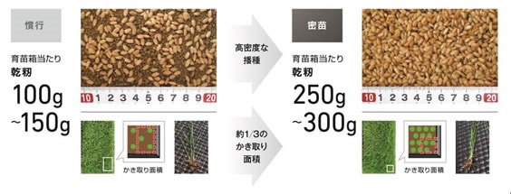 密苗栽培