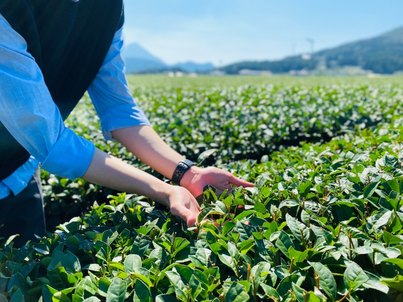 茶畑_大野岳の麓茶や、