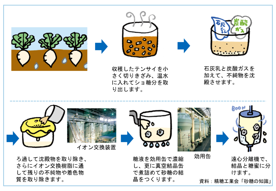 てん菜から砂糖ができるまで