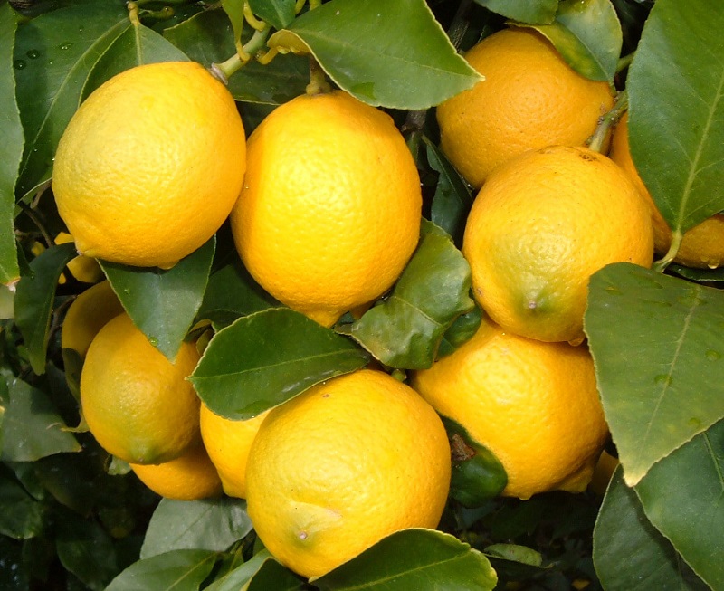 登録産品の画像