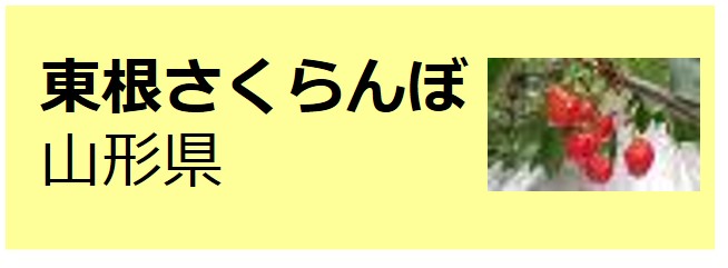 Higashine_Sakuranbo
