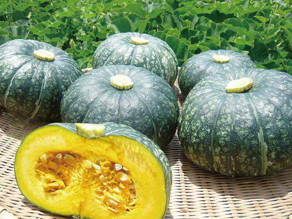 第6号：江戸崎かぼちゃ：農林水産省