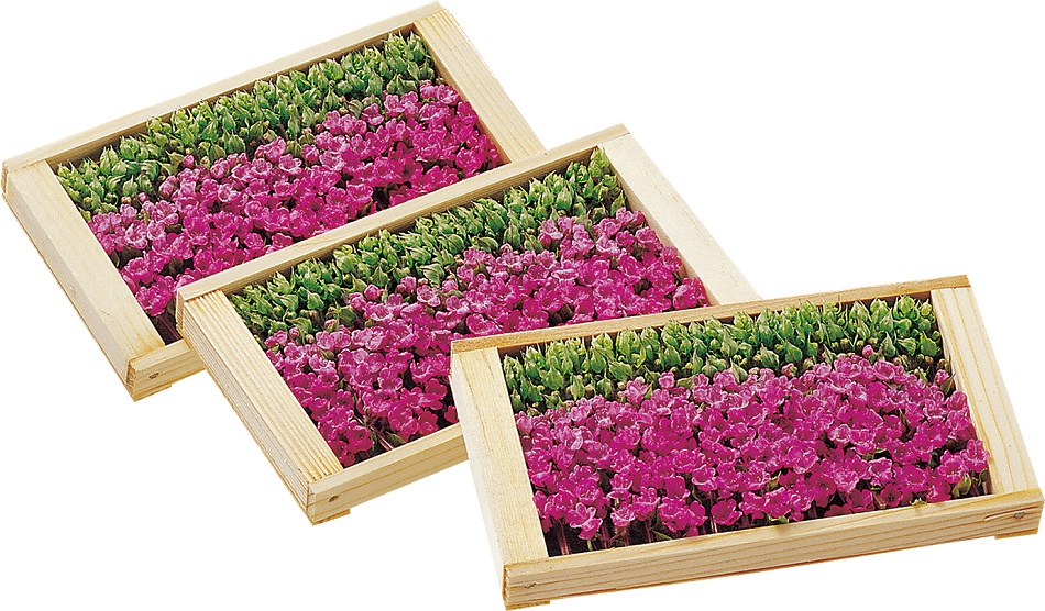 登録産品(豊橋花穂)の画像